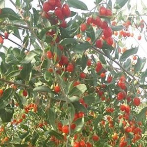 Γκότζι Μπέρι